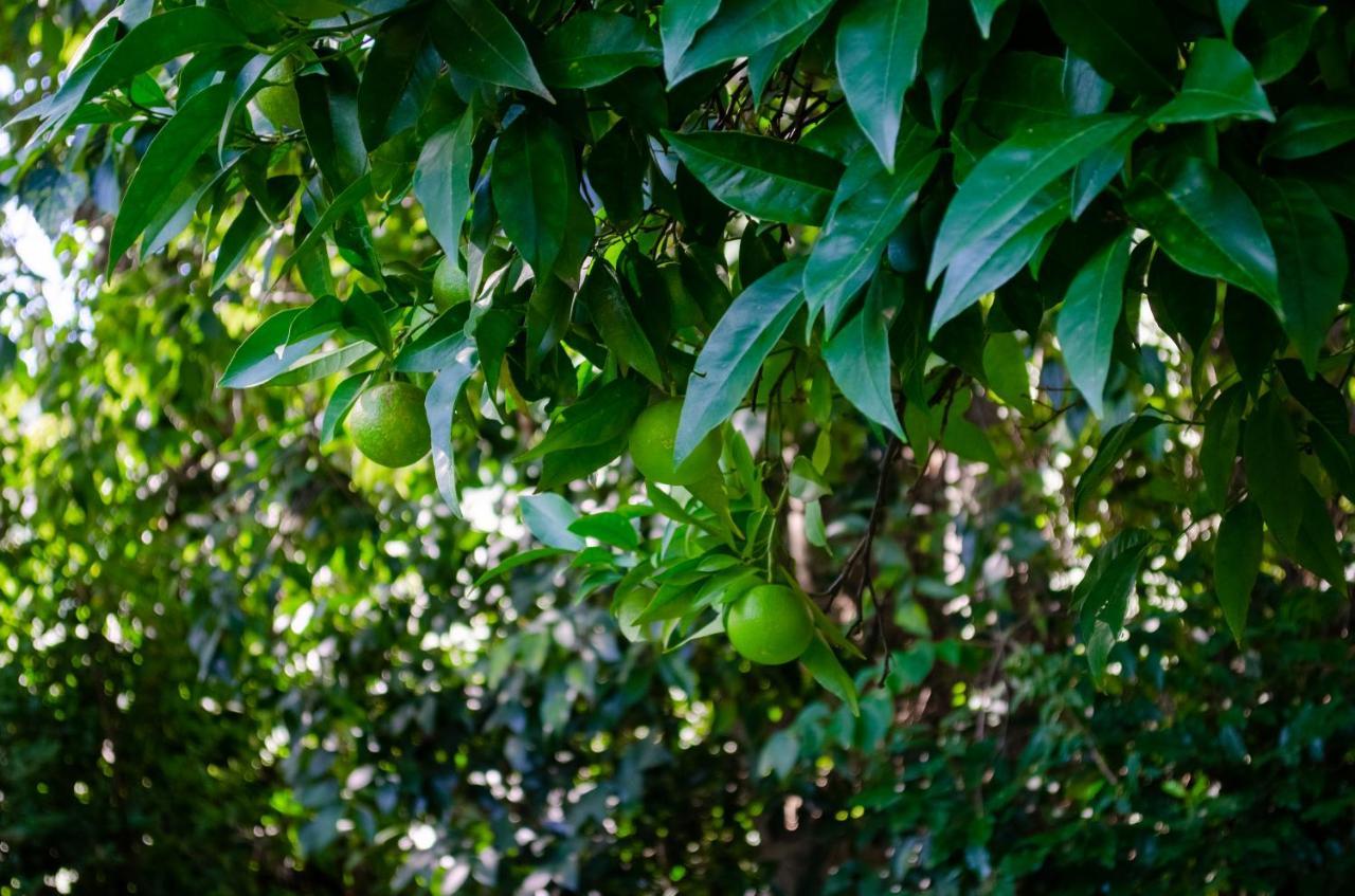 El Huerto De Candeleda Buitenkant foto